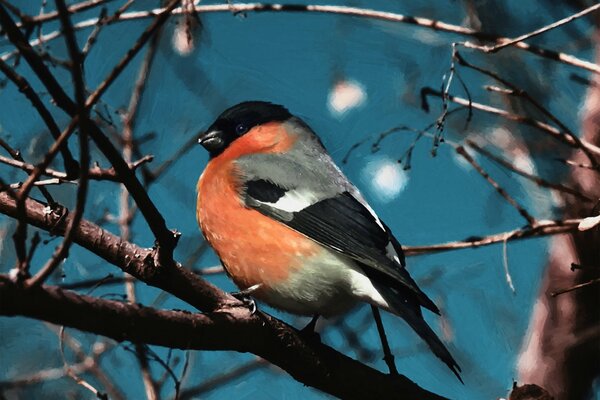 Art bullfinch on a tree branch