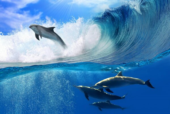 Dolphins in the sea wave