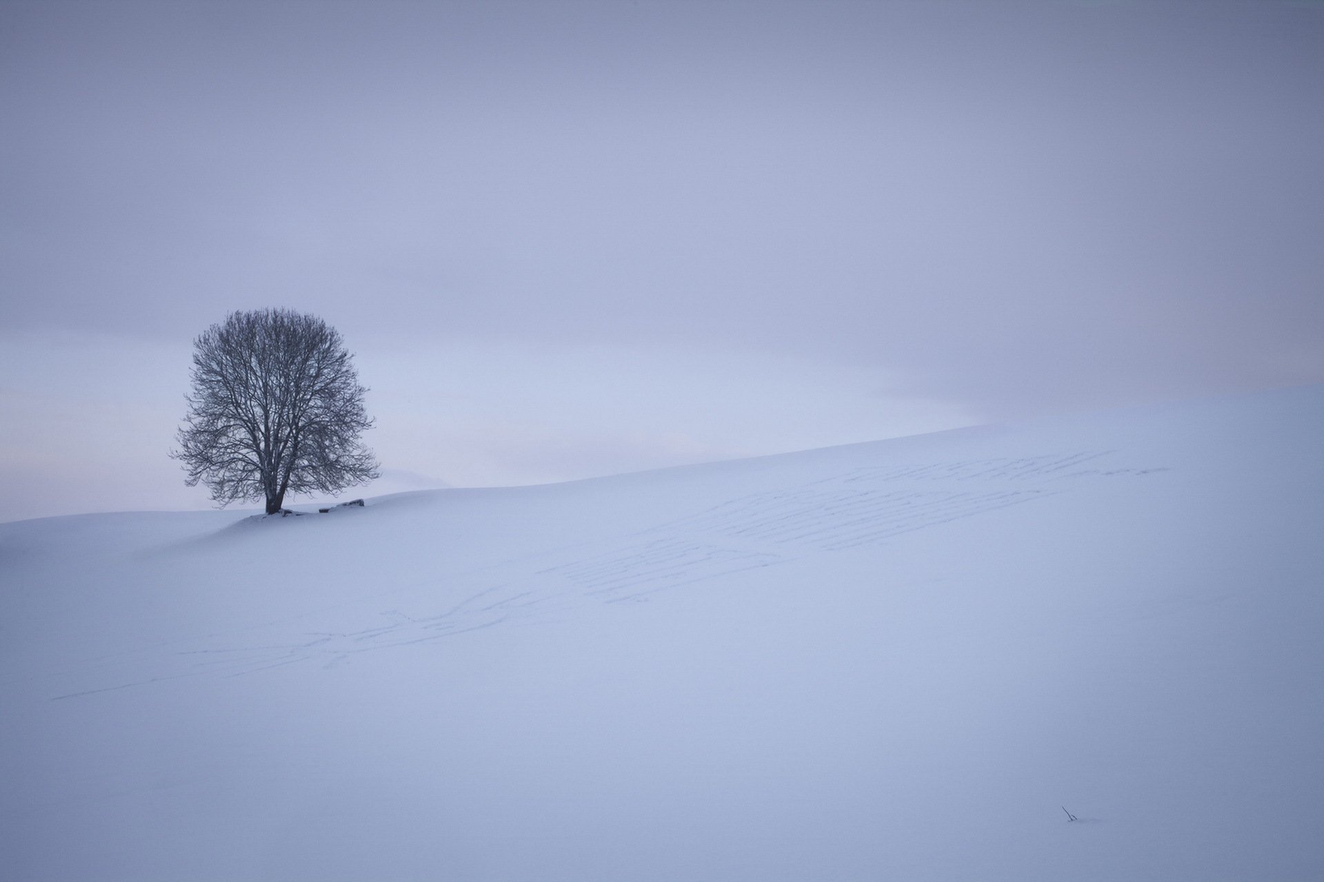 campo albero natura