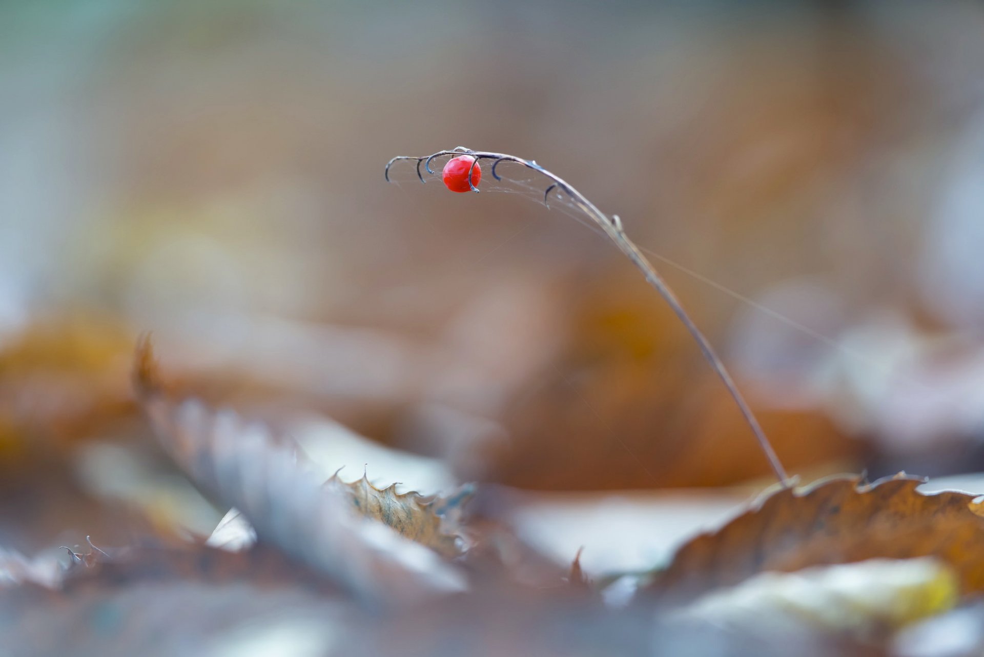 berry nature close up