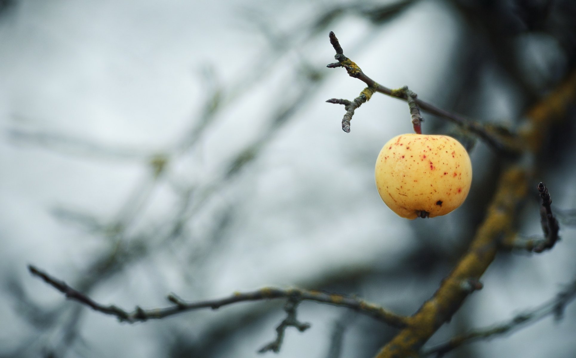 apple branch autumn