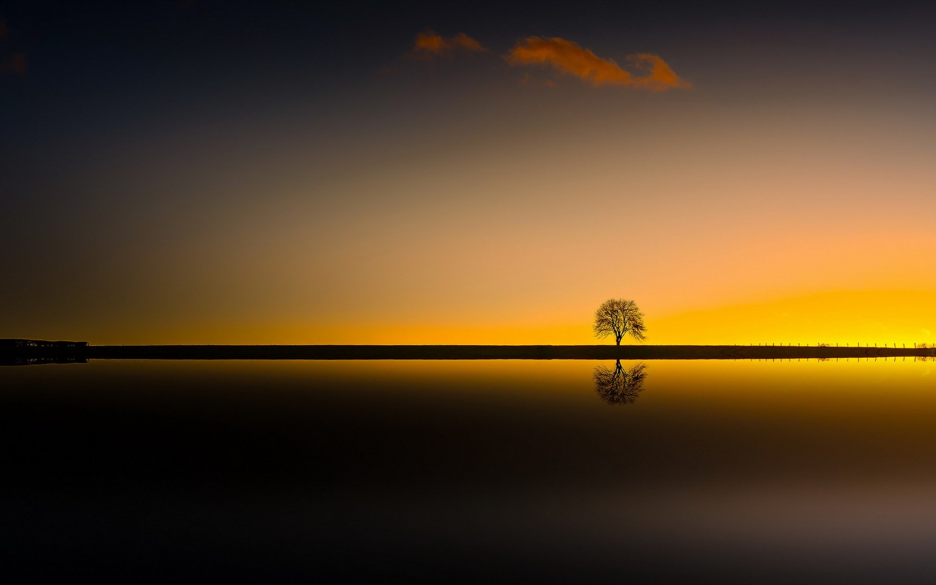 noche árbol silueta