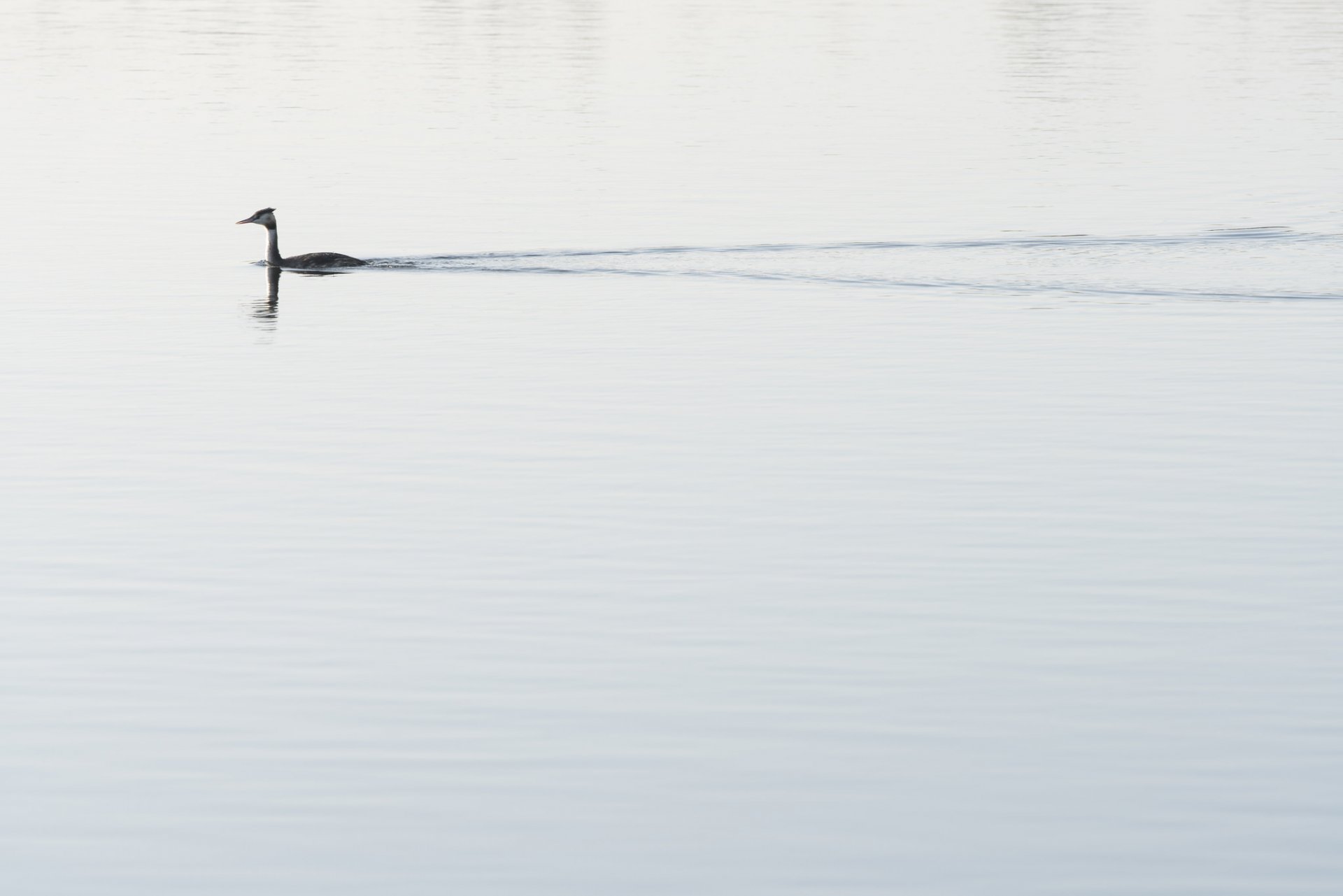 lago pato naturaleza