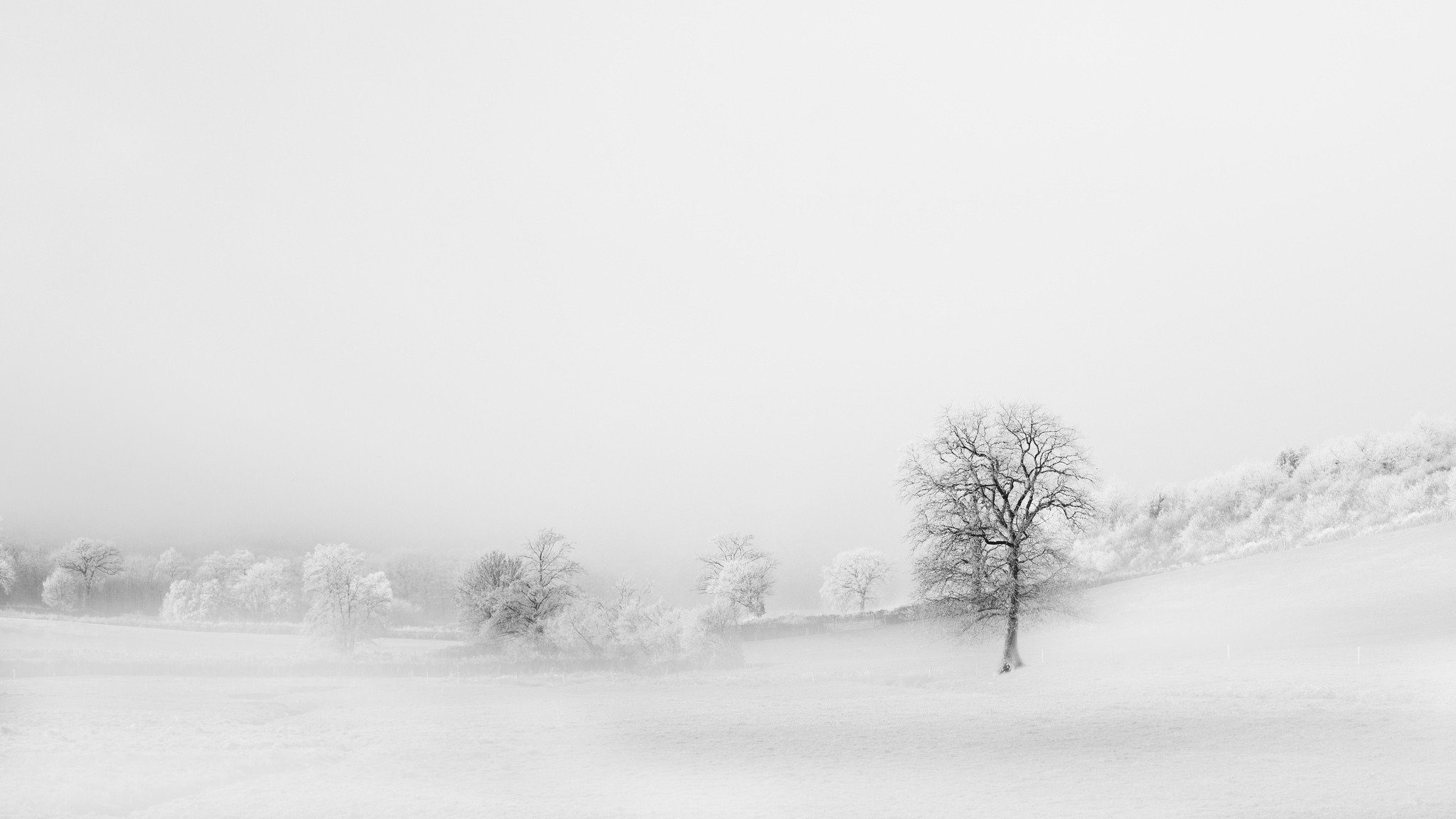 campo alberi sfondo