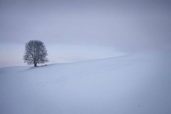 Winter nature. A lonely tree in a field