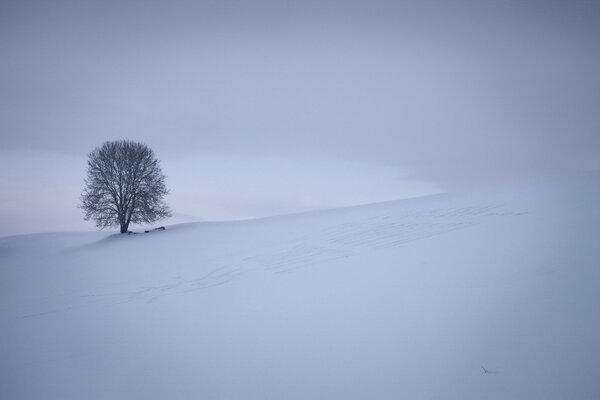 Zimowa Przyroda. Samotne drzewo na polu
