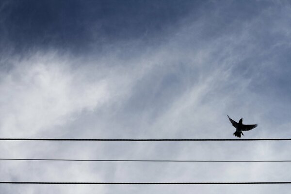 Pájaro en el cielo sobre los cables