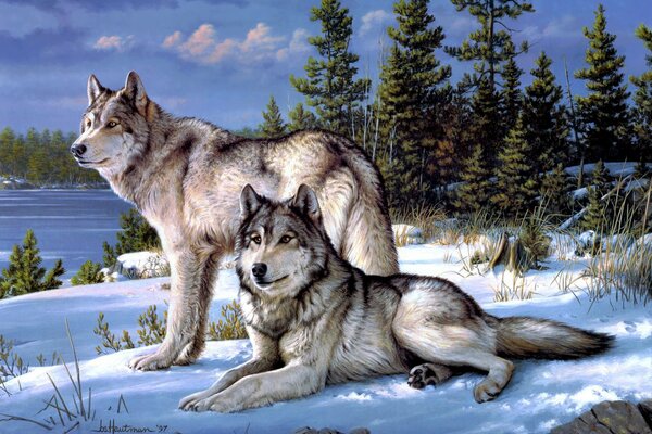 Zwei Wölfe vor dem Hintergrund des Winterwaldes