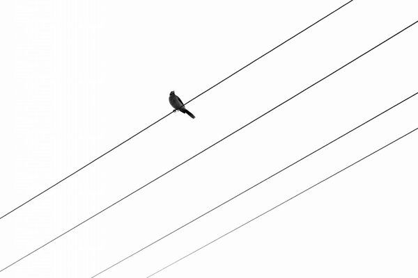 Fondo. Pájaro en los cables