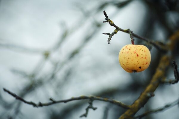 Autumn apple on a branch