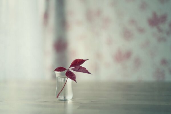 A little life of nature on the kitchen table in a bowl of water is a leaf from a tree