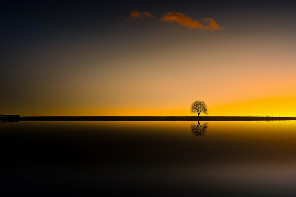 Silhouette of a tree in the night