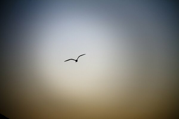 Uccello nel cielo della sera