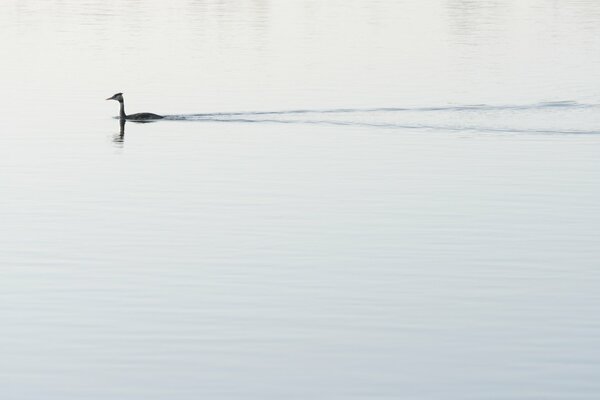 Natura. Anatra sul lago