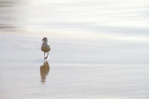 Die Natur. vogel am Meer