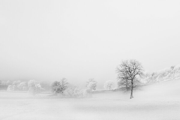 Ébano en un campo cubierto de nieve