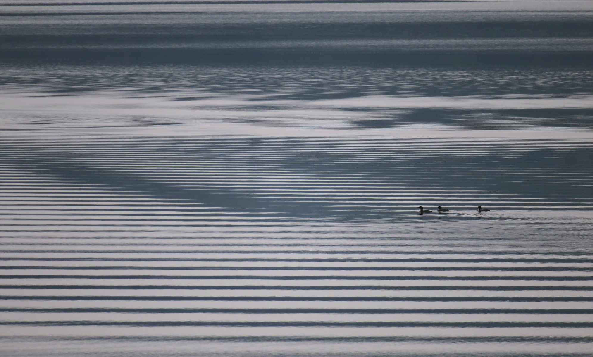 anatre lago natura