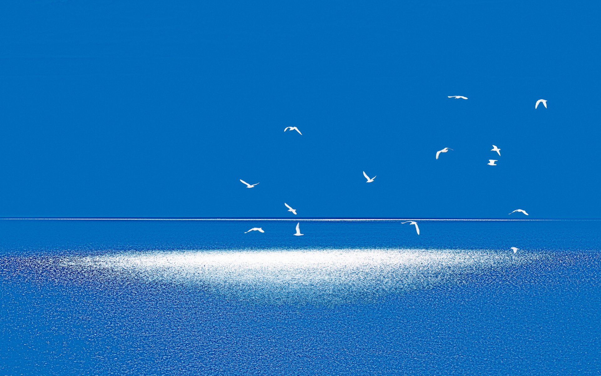 oiseaux mer minimalisme paysage