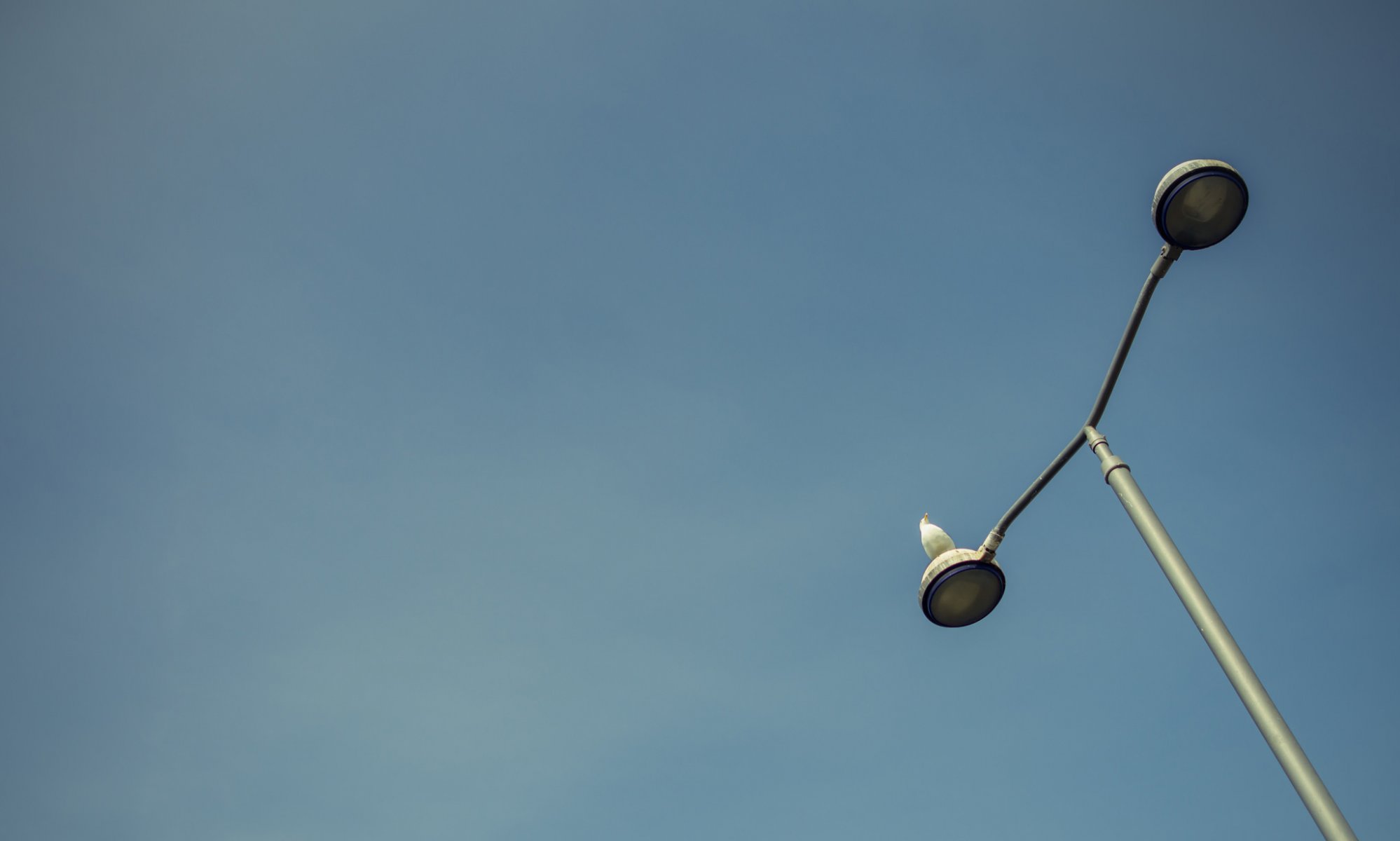 lamppost light birds sky