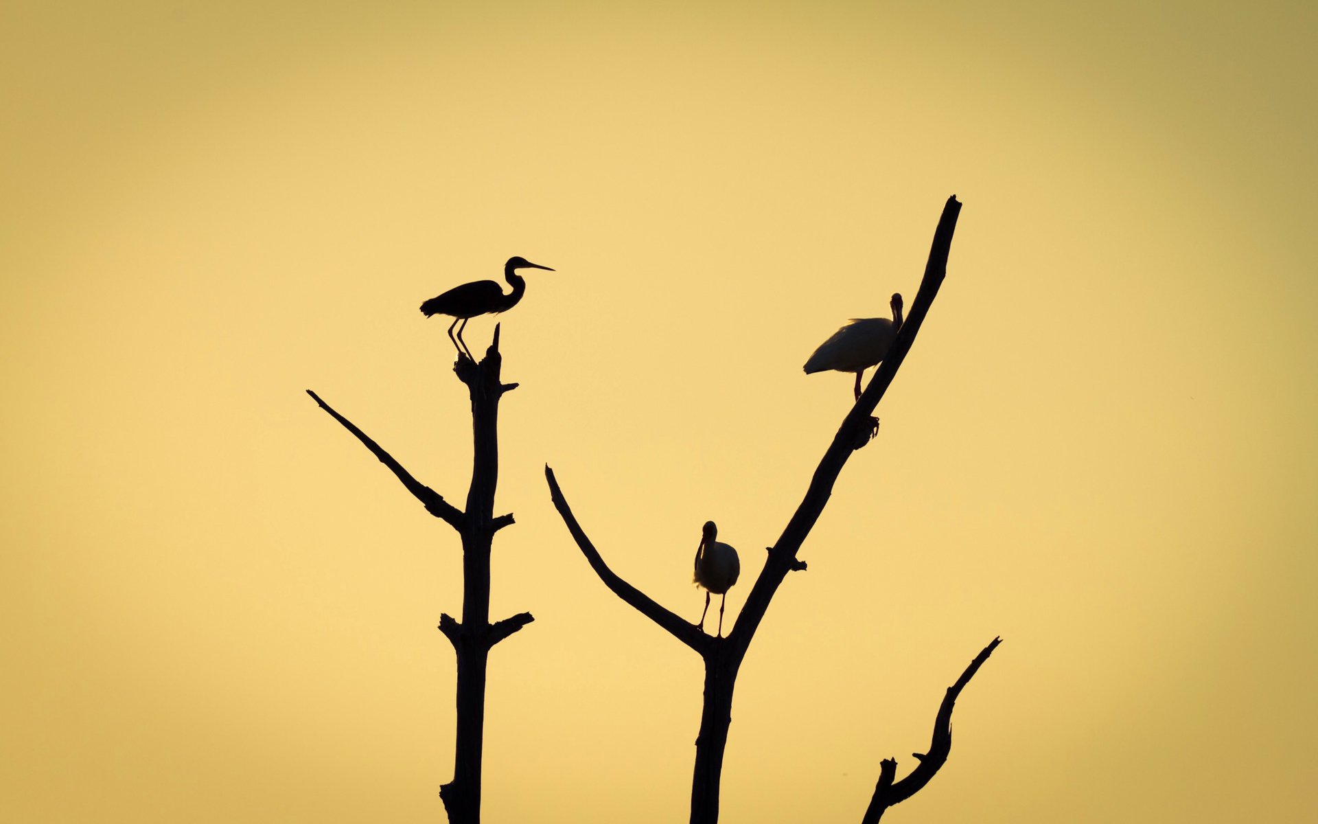 tree branches silhouette bird