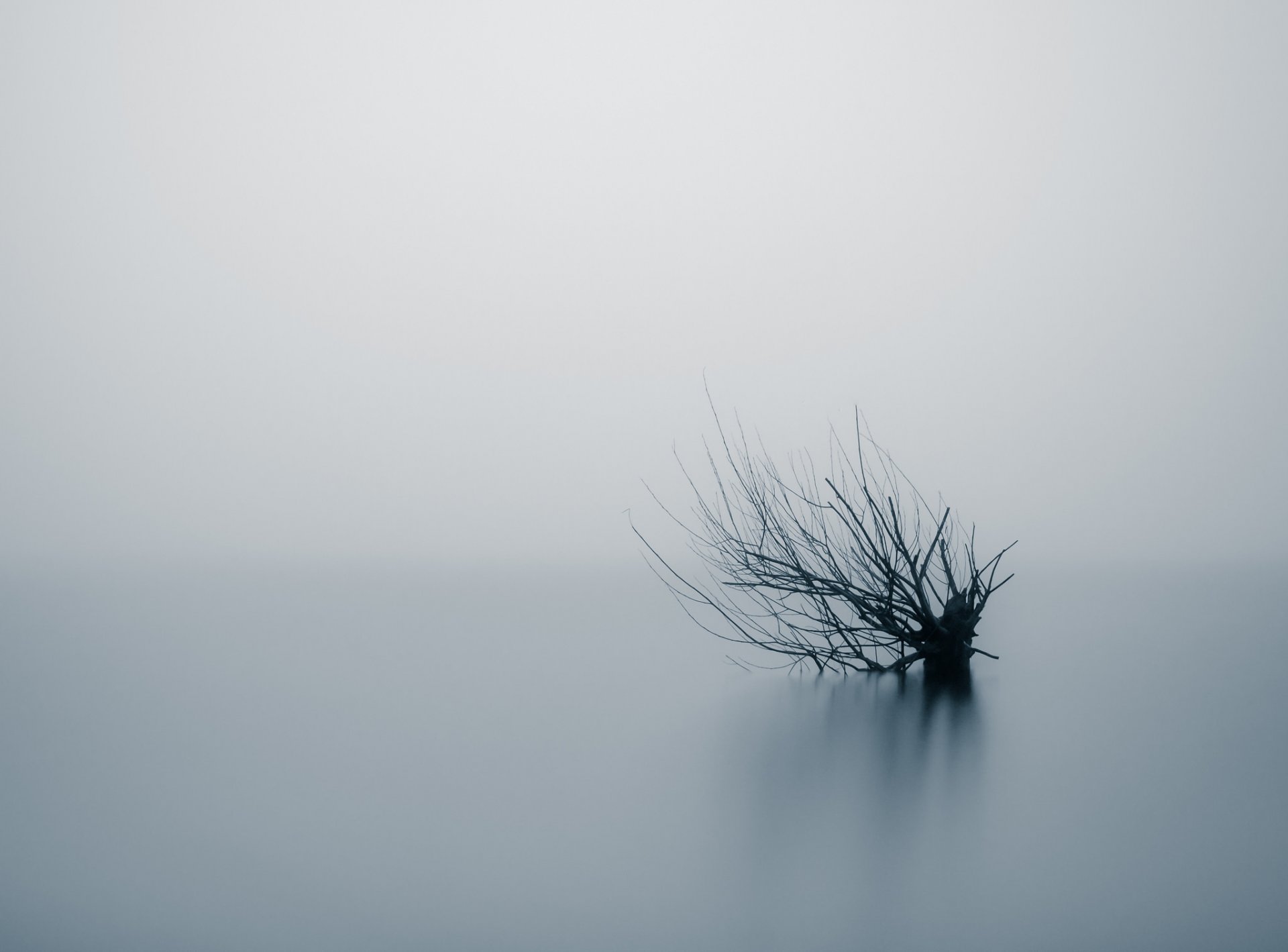 arbre brouillard nature