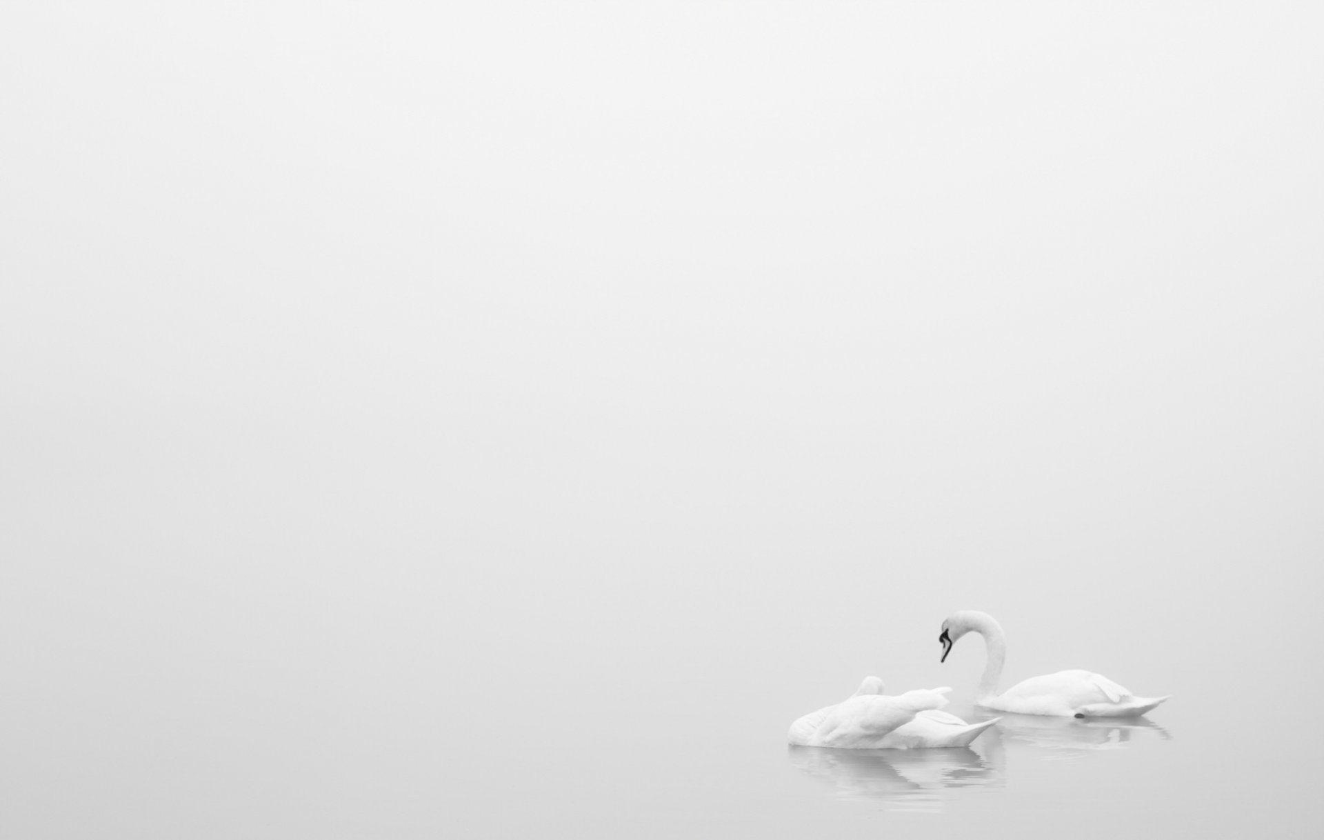 lago cisnes minimalismo