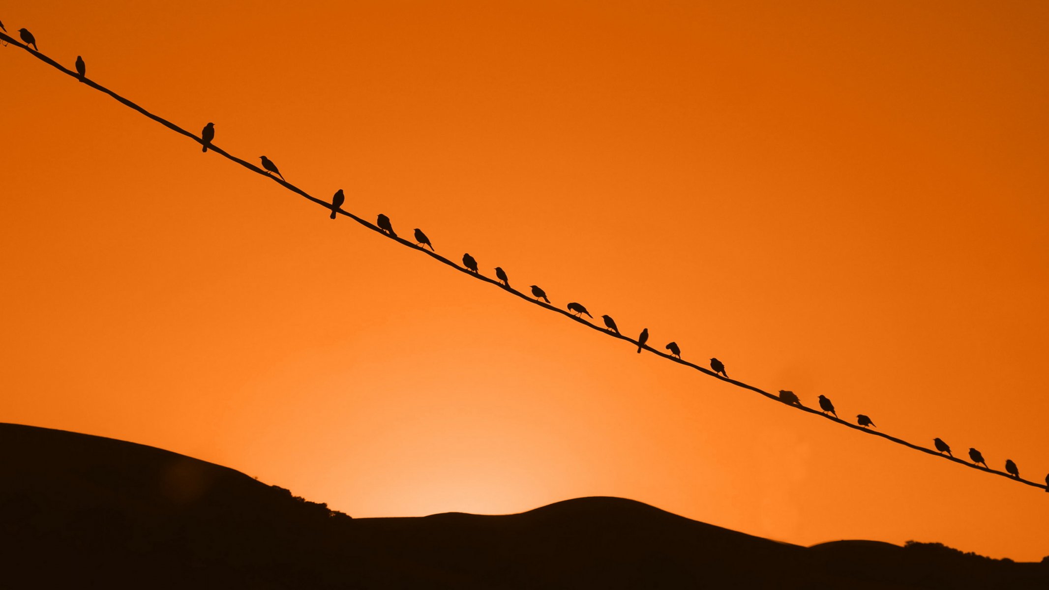 tramonto uccelli cielo natura