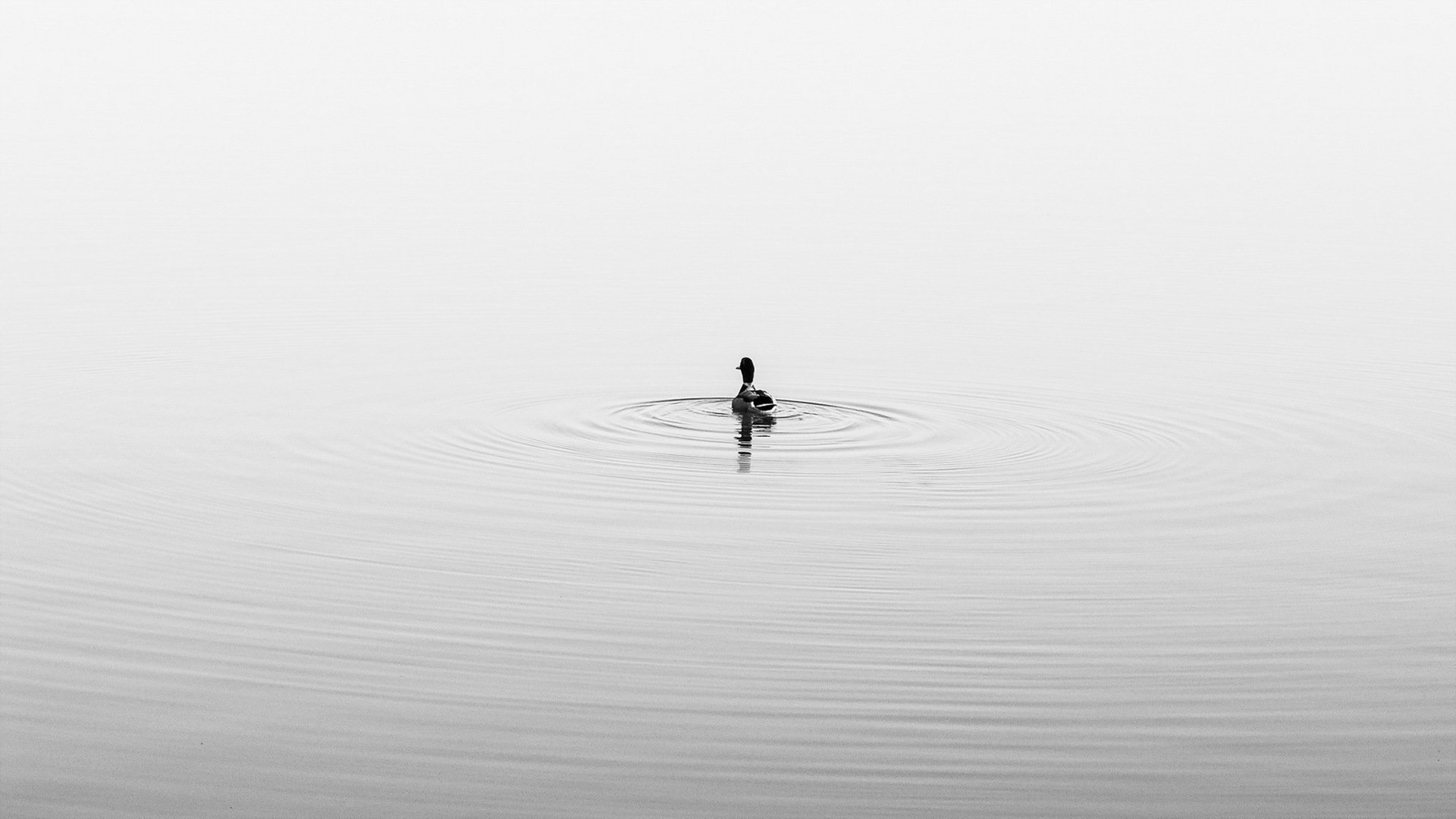 duck lake nature