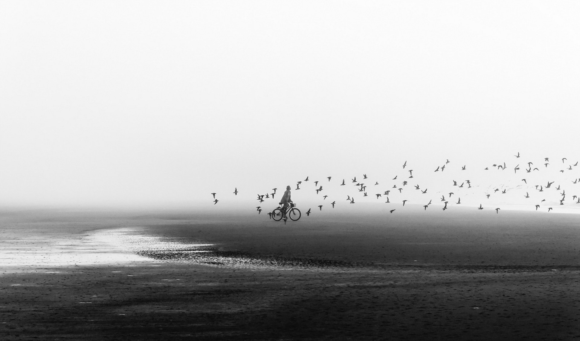 bicicletta spiaggia uccelli