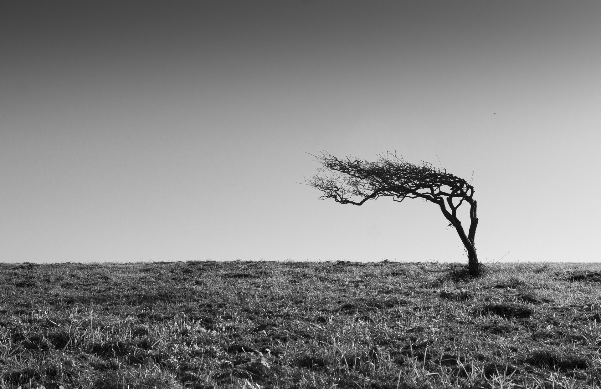 tree the field horizon sky