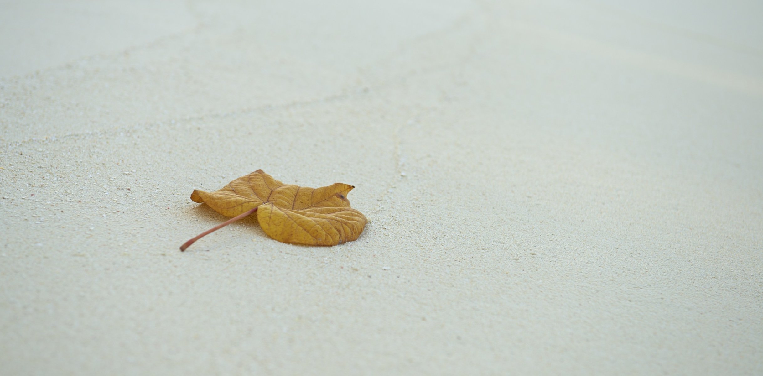 jamie frith photographer photo sand sheet leaf