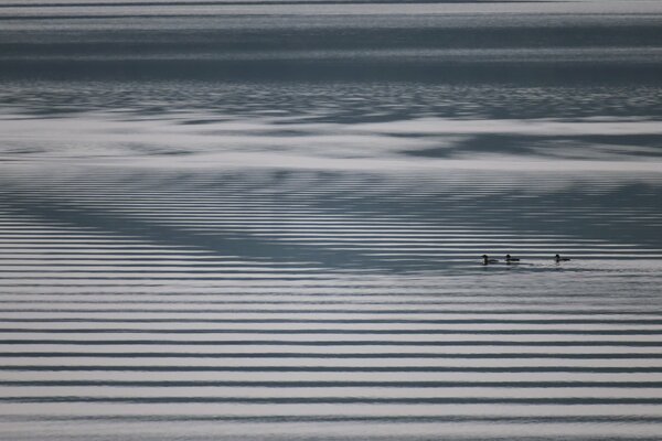 Minimalistic landscape: lake and ducks