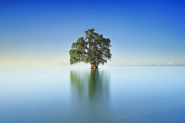 In the center of the lake is a reflection of the tree itself and the sky and clouds