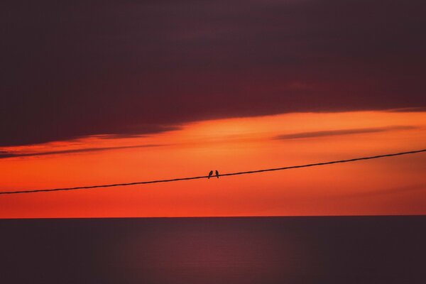 Solitaire couple d oiseaux profiter du coucher du soleil