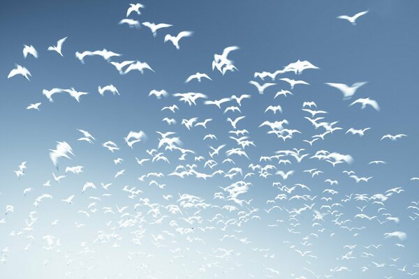 Troupeau d oiseaux blancs dans le ciel bleu