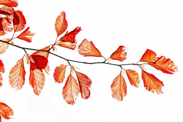 Branche d automne minimalisme avec des feuilles