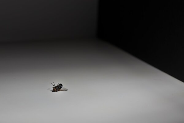 A dead fly with its paws up on a white table