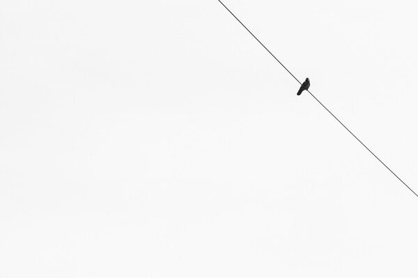 Minimalisme fond Blanc et oiseau sur fil