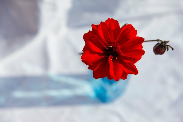 The red dahlia is a symbol of passion