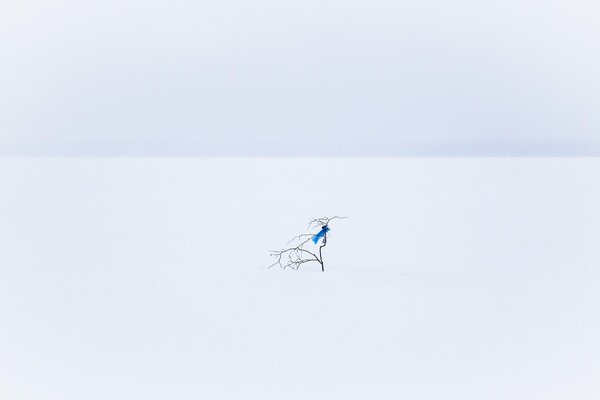 A tree branch in a big snow field