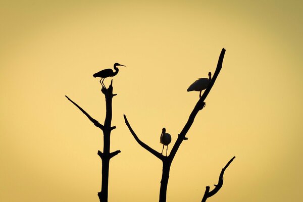 En las ramas, la silueta de los pájaros sobre un fondo naranja