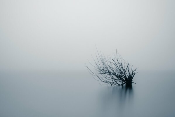 Les branches nues de l arbre jaillissent du brouillard dense