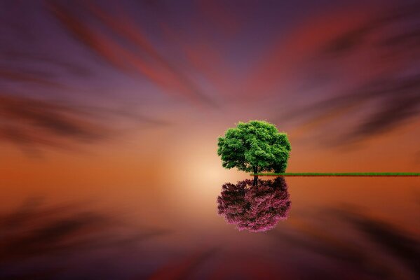 Un arbre se reflète dans l eau au coucher du soleil