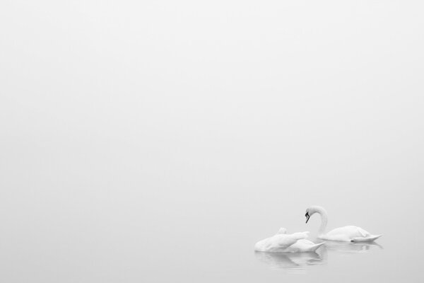 Two white swans on a white lake