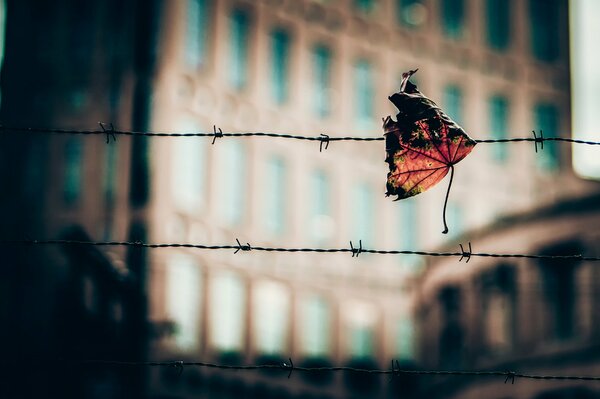 The leaf caught on the barbed wire