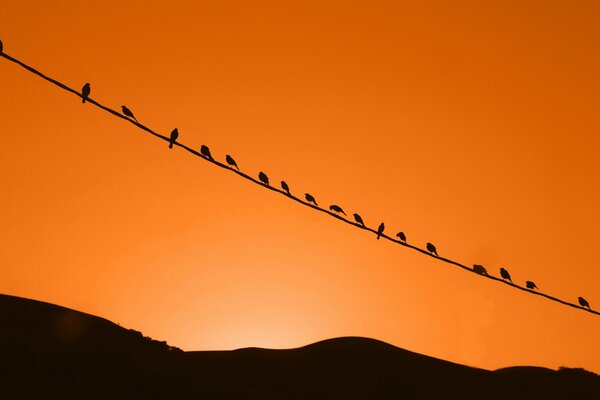 Les oiseaux se rencontrent dans le ciel coucher de soleil c est la nature