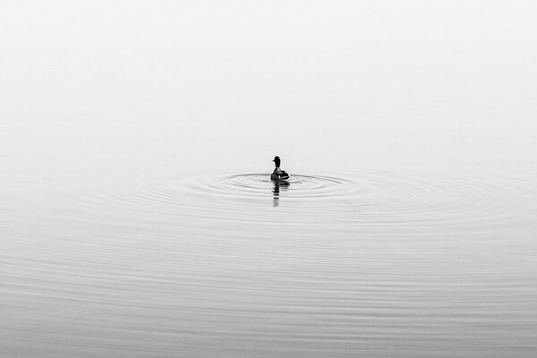 Duck swims on a large lake