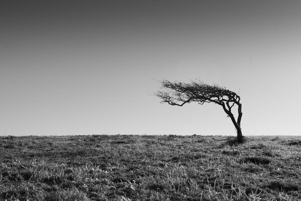 Einsamer Baum auf einer schwarz-weißen Landschaft