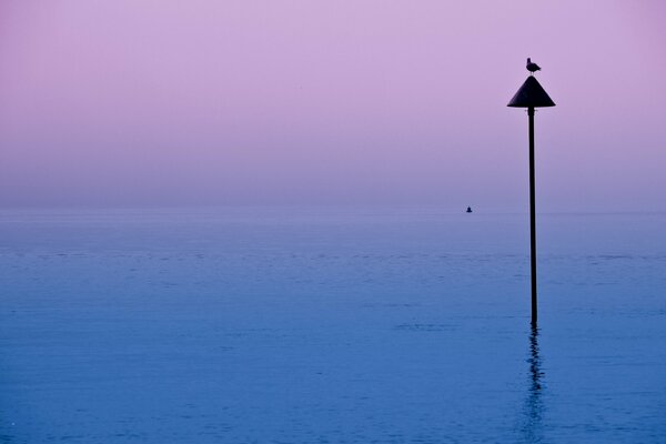 Oiseau sur le lac dans la brume du soir