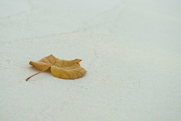 Minimalismo hoja de otoño sobre fondo blanco